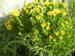 Golden Samphire