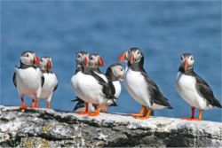 puffins