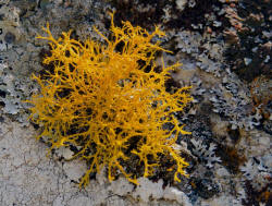 Golden Hair Lichen